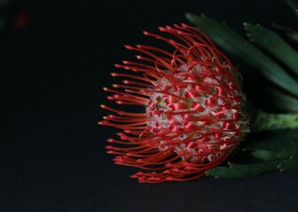 Close up of bright red protea flower against dark background