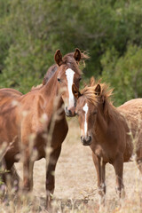 Obraz na płótnie Canvas Foal and mothers, potrillos chilenos
