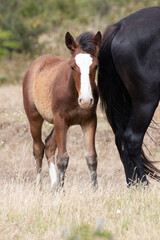 Foal and mothers, potrillos chilenos