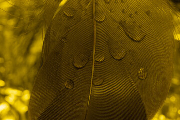 Goldfeder mit Tropfen als Hintergrund