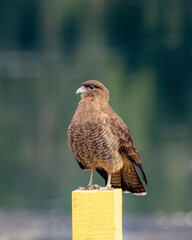 Tiuque, ave Chilena, Chilean bird