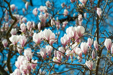 magnolia tree blossom in springtime. tender pink flowers bathing in sunlight. warm april weather