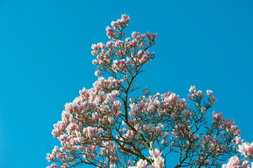 magnolia tree blossom in springtime. tender pink flowers bathing in sunlight. warm april weather