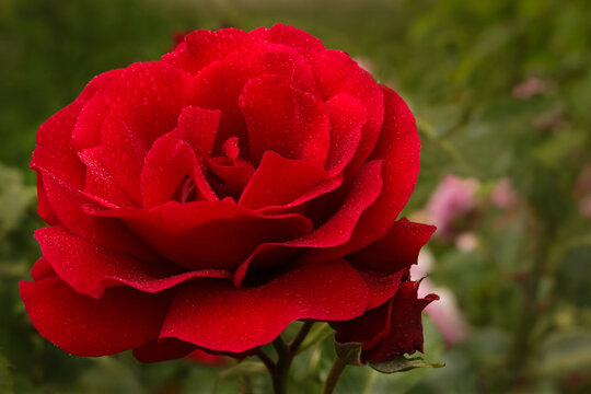 Big Red Rose on blurred natural green background. Horizontal photo. Flower close up. Background with roses. Open, incredibly beautiful  red Rose in the garden.Horizontal photo .Without people. 