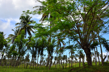 Palm trees, green vegetation in Samana Peninsula, Dominican Republic