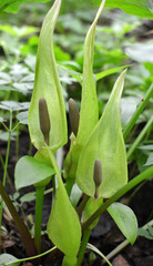 Obraz premium Arum besserianum blooms in the forest in spring.