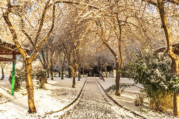 Beautiful panoramic view of winter landscape with many snow and frozen trees. Winter forest covered with snow. New Years landscape. Dramatic wintry scene.Amazing athmospheric Landscape. winter scenery