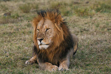 Male lion in the Masai Mara Kenya 