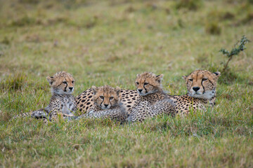 Cheetah family resting in the Masai Mara Kenya.