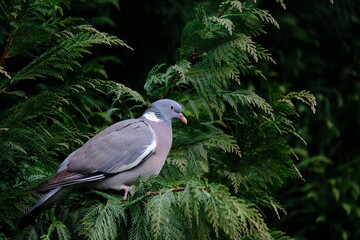 One of the most familiar birds in the parks and gardens of Europe, the common Wood pigeon. This is perched on a branch.