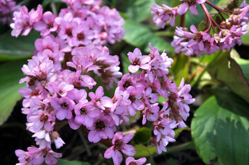 Bloom in the spring Bergenia (Badan)