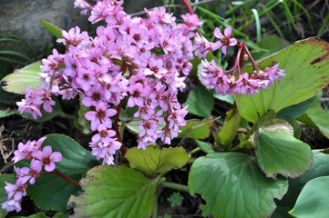 Bloom in the spring Bergenia (Badan)