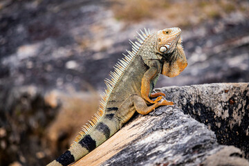 iguana on a rock