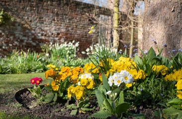 Spring awakening at Eastcote House Gardens in the Borough of Hillingdon, London, UK. Colourful primroses in the flower beds outside the walled garden.