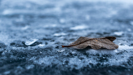 Frozen leaf