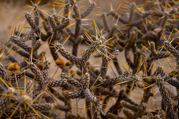 Bright Yellow Spines On Dry Pencil Cholla