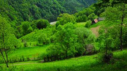 Fototapeta na wymiar Bright green trees blooming on the hills of Latorita Mountains. Rural orchards, wooden cottages and fences lay on the hillsides. Carpathia, Romania