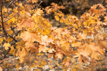 Close Up of Fall Colors In Guadalupe Mountains