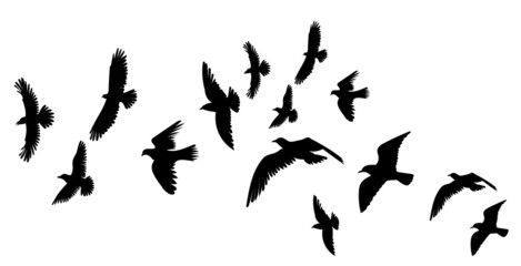flock of flying birds silhouette isolated