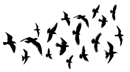 Obraz na płótnie Canvas flock of flying birds silhouette isolated vector