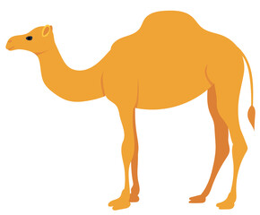 camel flat design, isolated, vector