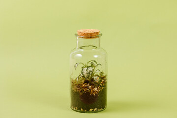 jar with plants. Small plants in a glass bottle. Terrarium jar with plants. self ecosystem. Terrarium Miniature Bot. terrarium bottle. ecological system. gardening. house plants. copy space