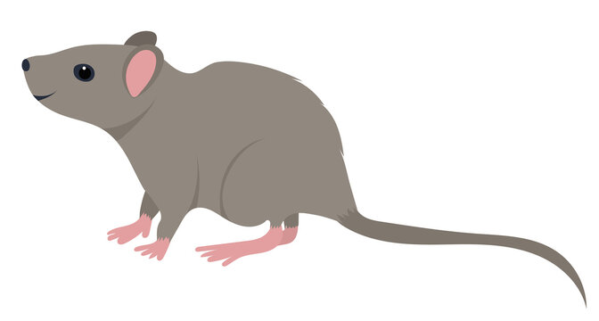 mouse, rat flat design, isolated, vector