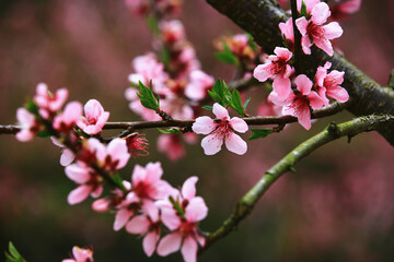 amazing view of blooming Peach blossom flowers,close-up of pink Peach blossoms blooming in the garden in spring

