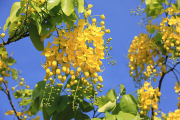 blooming flowers of the Golden Shower Tree(Golden Shower Senna,Indian Laburnum,Pudding Pipe Tree),close-up of yellow flowers blooming on the branches with blue sky background - obrazy, fototapety, plakaty