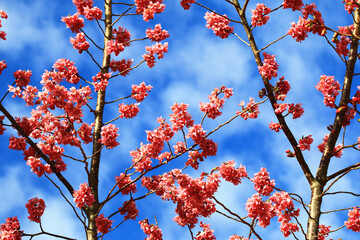 amazing view of blooming Cherry blossom flowers blooming on the branches with blue sky background in spring