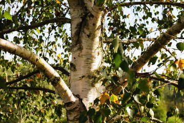 Obraz premium Birch trunk and crown with branches close-up
