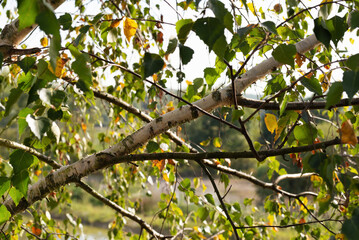 Looking at a birch branch in early autumn