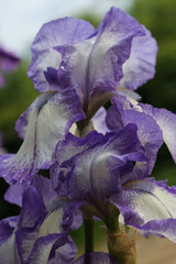 Close-up of a Purple Violet flower Iris on blurred green natural background.Purple Violet Iris or Bearded Iris on the background of bright green landscaped garden. Iridaceae. Nature concept for design