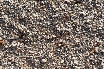 Small pebbles scattered on the surface of the soil