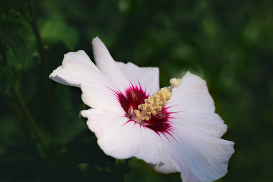 Hibiscus moscheutos flower with soft blurred background