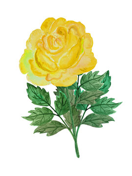 Watercolor illustration, whole rose, lush foliage, stem, retro style, freehand drawing from nature, yellow color 