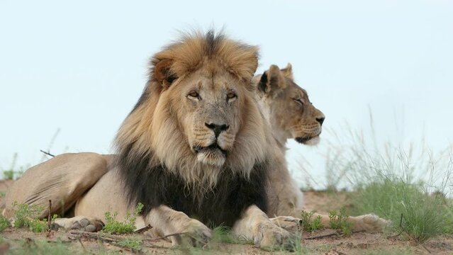 Big male African lion (Panthera leo) in natural habitat, Kalahari desert, South Africa