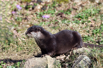 loutre de rivière