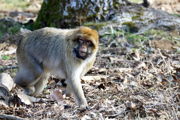 Magot ou Macaque de Barbarie