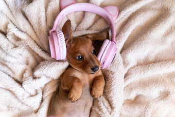 Little funny puppy singing song in Headphones on white bed. Musical pet concept.