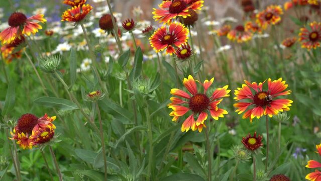 The bee pollinates garden perennial flowers of chamomile and Gaillardia. On a flower bed near the house on a sunny day. High quality 4k footage