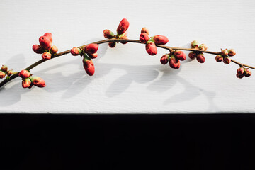 branch of bright pink flowering quince blossom buds that haven't yet bloomed