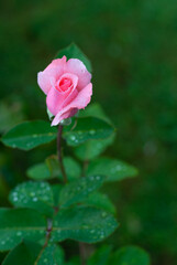 Close up of pink rose bud with dew drops, rain drops