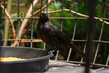 Pajaro negro alimentandose