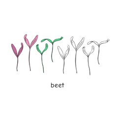 Hand drawn beet micro greens. Vector illustration in sketch style isolated on white background