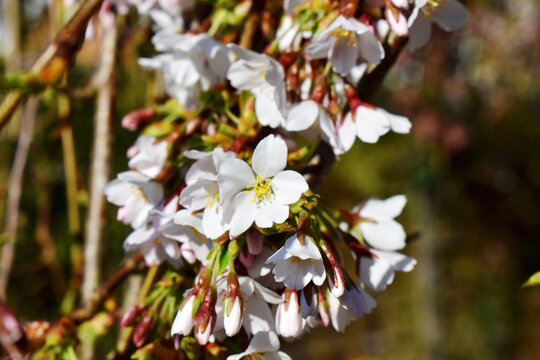 Close-up of beautiful white Cherry Blossoms blooming of prunus 'snow fountains ( weeping cherry tree ) with nature blurred background in sunshine day in spring season in UK.