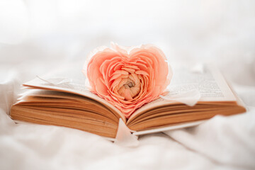 A pink ranunculus flower with heart-shaped petals lying on the pages of an open book. Romantic...