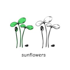 Hand drawn sunflower micro greens. Vector illustration in sketch style isolated on white background