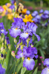 Fototapeta na wymiar Violet and blue blooming iris flowers closeup on green garden background. Sunny day. Lot of irises. Large cultivated flowerd of bearded iris (Iris germanica). Blue and violet iris flowers are growing