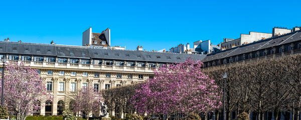 Paris, the Palais-Royal, the pink magnolias in bloom in the garden  © Pascale Gueret